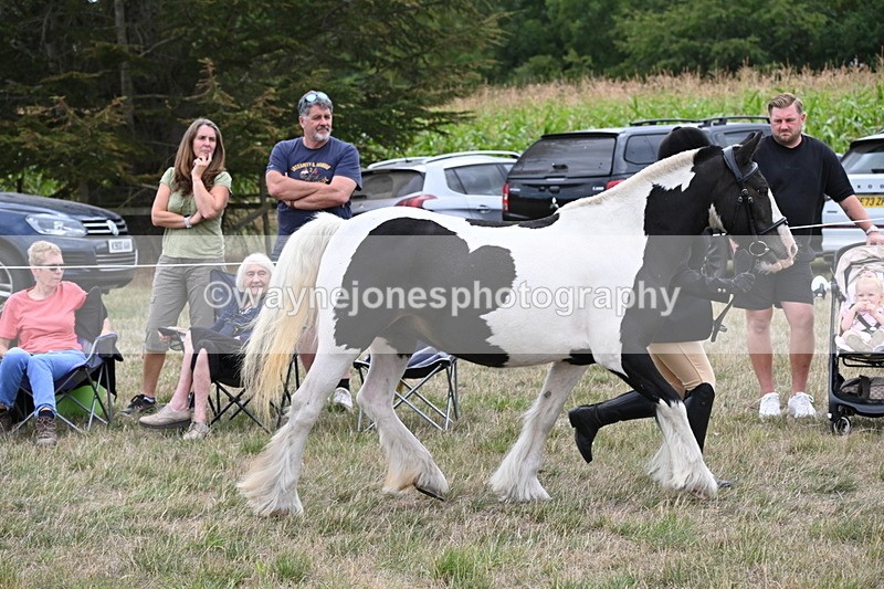 WJ6_5243 - Class 18 In-hand Coloured