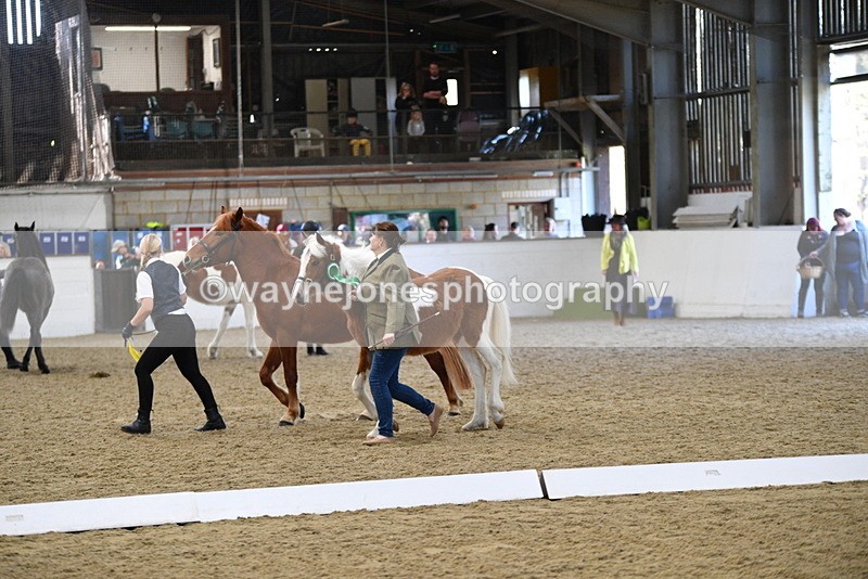 WJ5_3794 - Class 5 In Hand Veterans