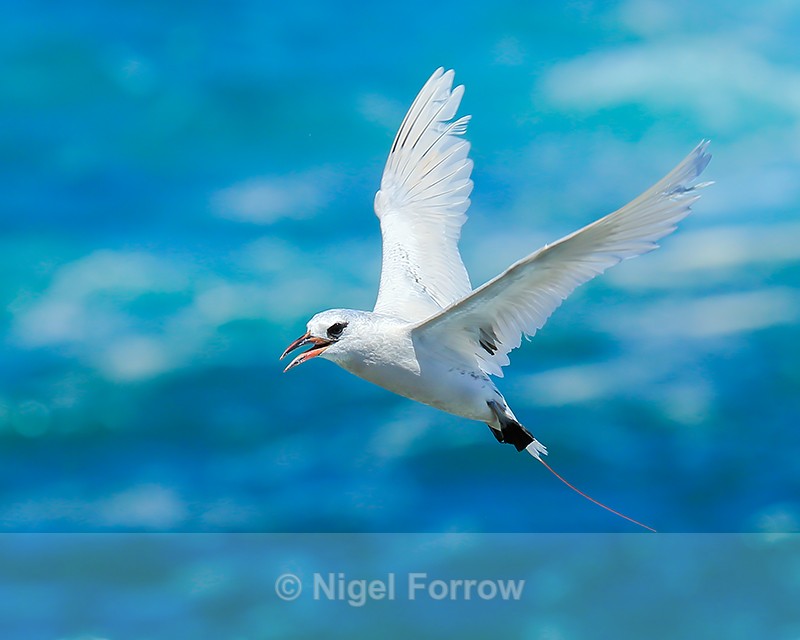 Red-tailed Tropicbird hovering, Kilauea Point, Kauai - Red-tailed Tropicbird