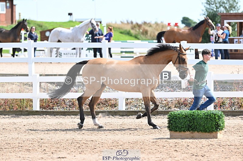 240717A-151832-02742 - Trot Up 3pm to 4pm