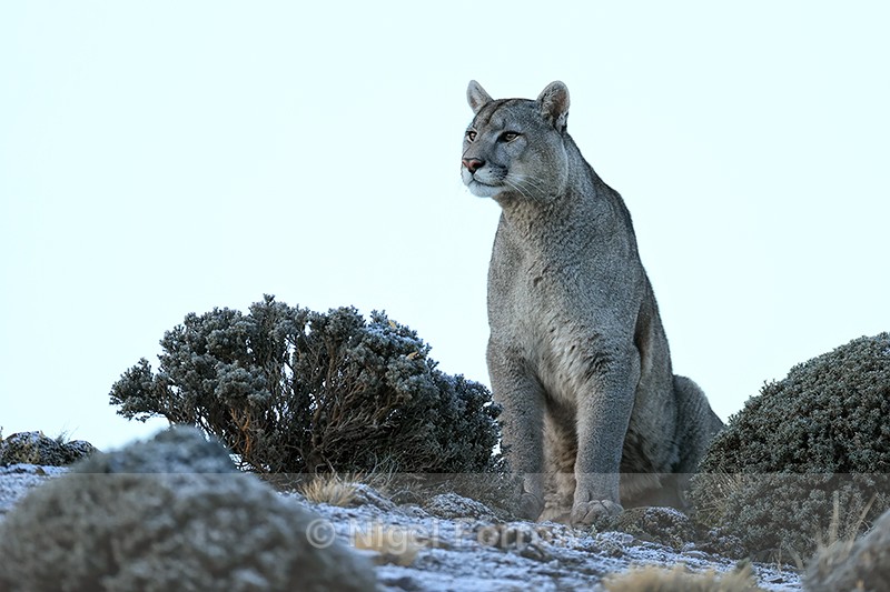 Puma sits up and watches, Torres del Paine, Chile - Puma
