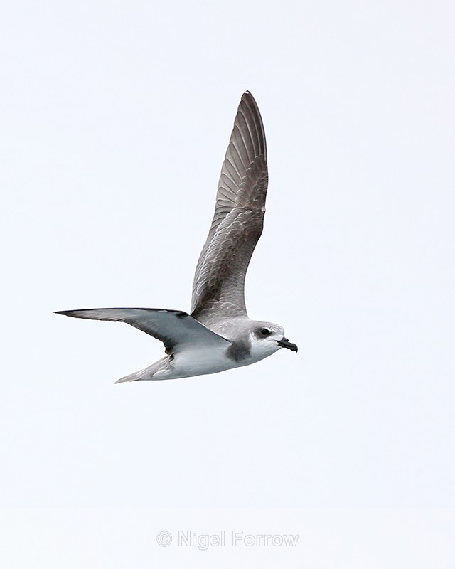 Masatierra Petrel flying, Pacific Ocean, Chile - Masatierra (De Filippi's) Petrel
