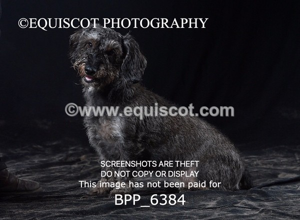 BPP_6384 - CARLA DOGS