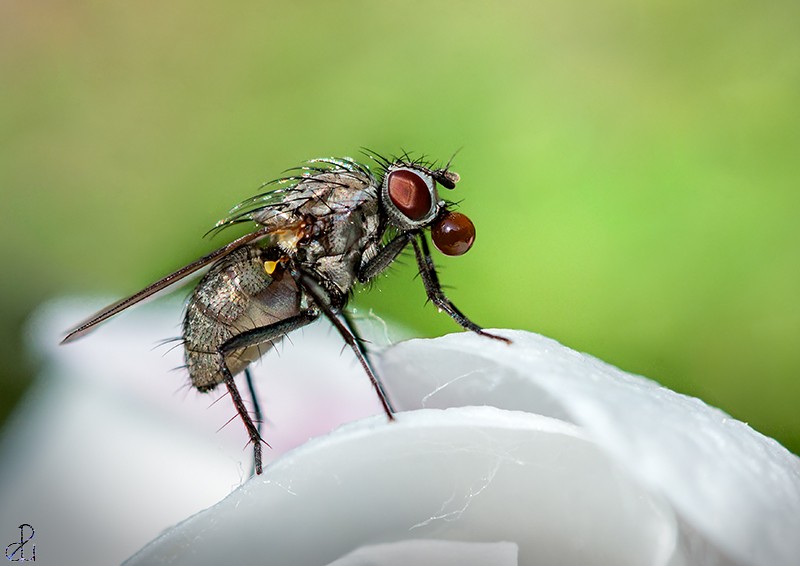 Macro photography by Diana Uzun