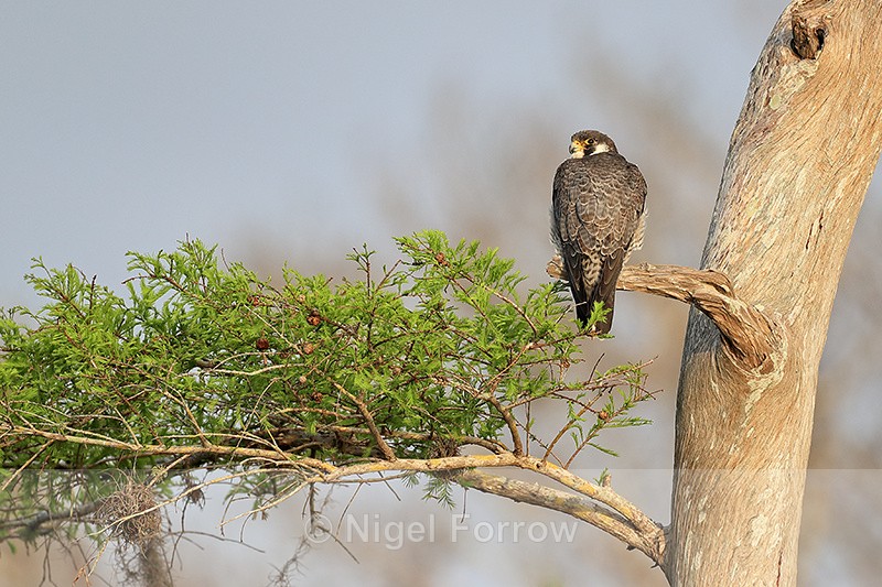 Peregrine Falcon perched in a tree, Blue Cypress Lake, Florida - Peregrine Falcon