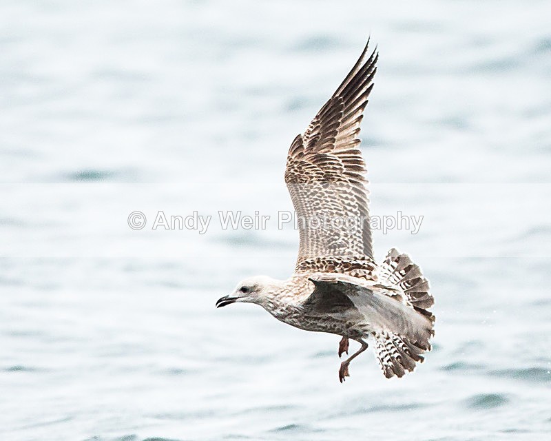 20130930-3K8A6324 - Herring Gull