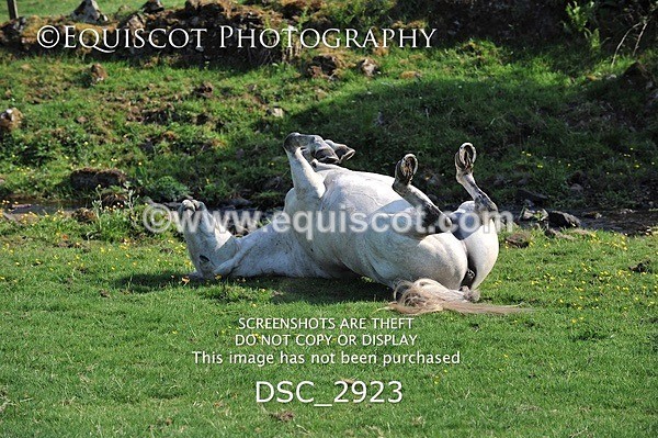 DSC_2923 - ARCHIVE REQUEST - Quincy and Guinness