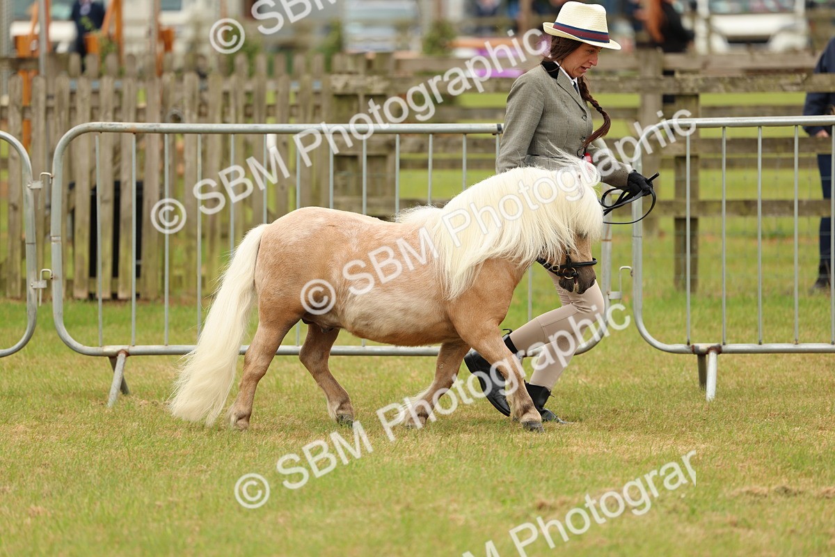 SBM_03498 - Class 58-67 - M&M Non Welsh Pony In hand