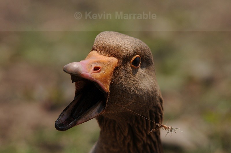  - Birds