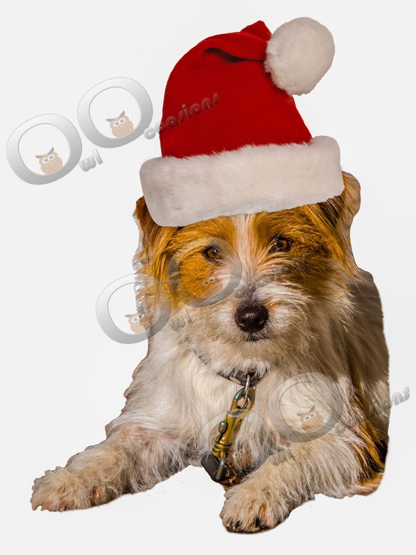 Christmas Terrier_5337 - Pet Photography