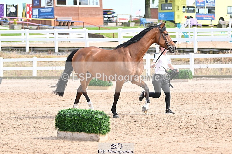 240717A-162312-03432 - Trot Up 4pm to 5pm