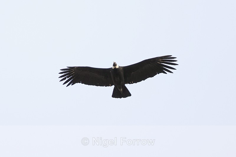 Andean Condor flying overhead, Torres del Paine, Chile - Andean Condor