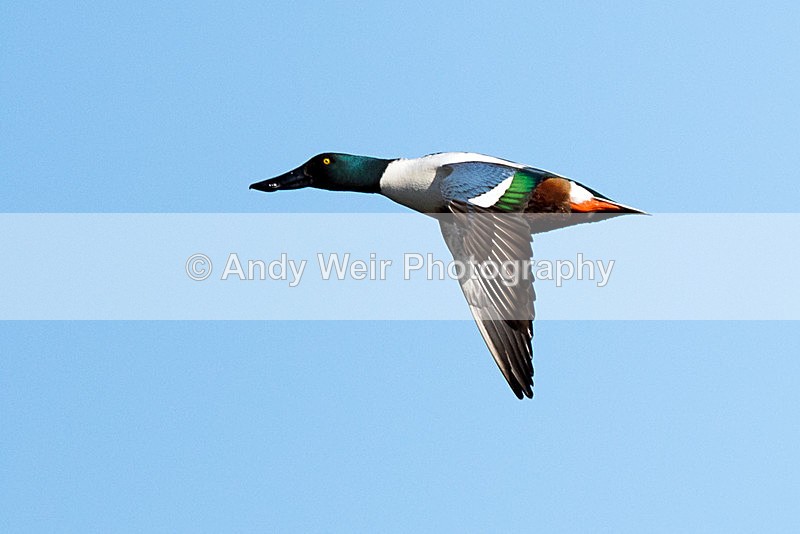 20150320-8E0A8316 - Shoveler