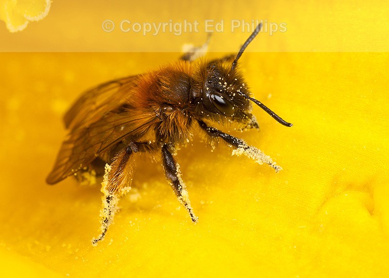 Andrena bicolor (f)