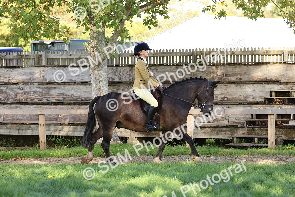 SBM_52335 - S13 - Pony Club Pony