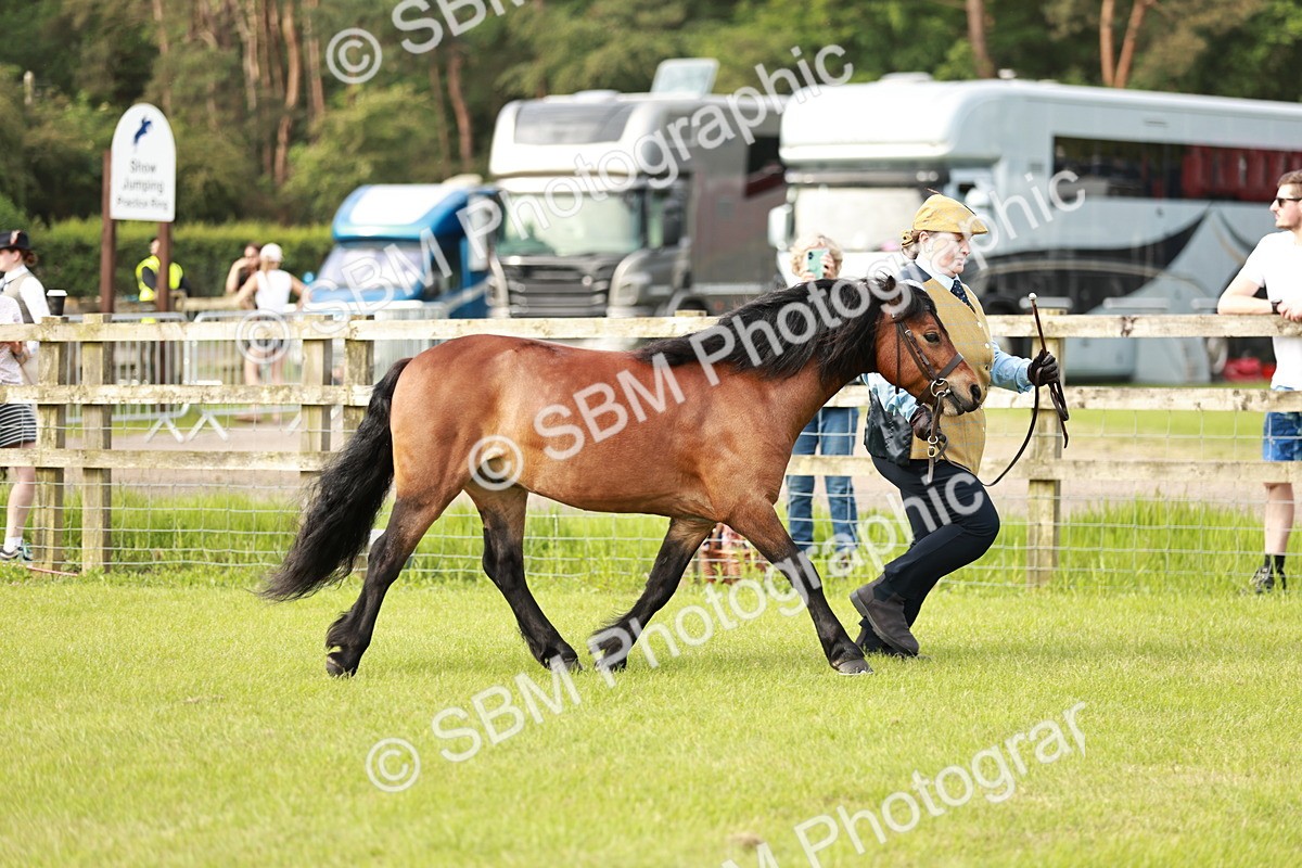 SBM_00459 - Class 14-23 - Mountain & Moorland In Hand Non Welsh