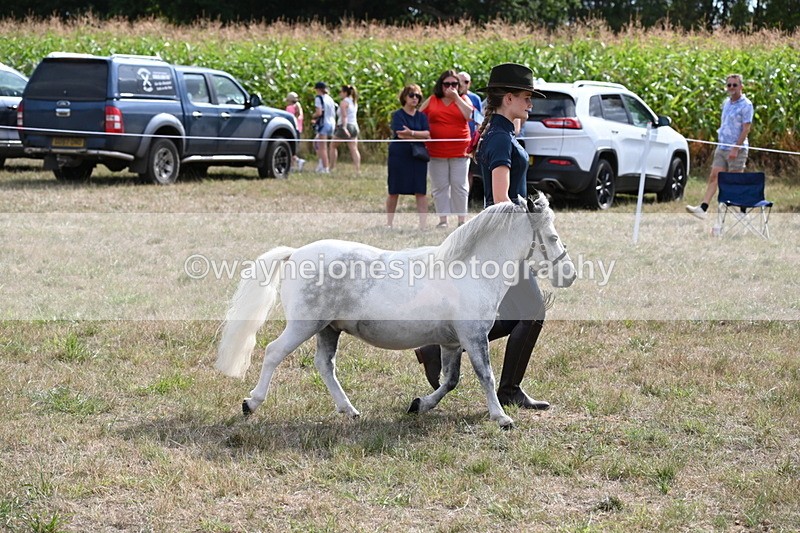 WJ6_7084 - Class 21 Shetland & Mini Horses