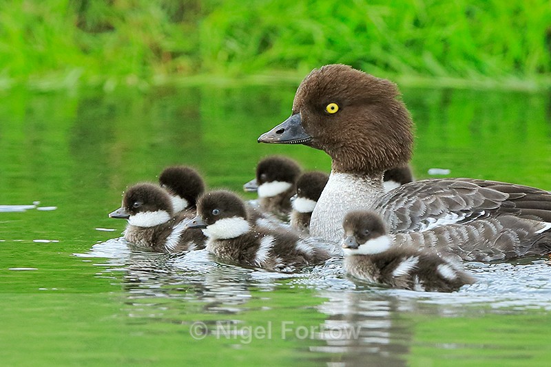 Barrow's Goldeneye (female) and ducklings, River Laxá, Iceland - Barrow's Goldeneye