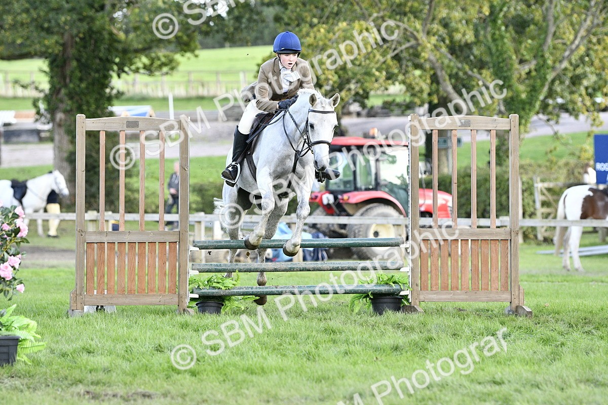 SBM_52142 - S35 - Working Hunter & Working Show Horse