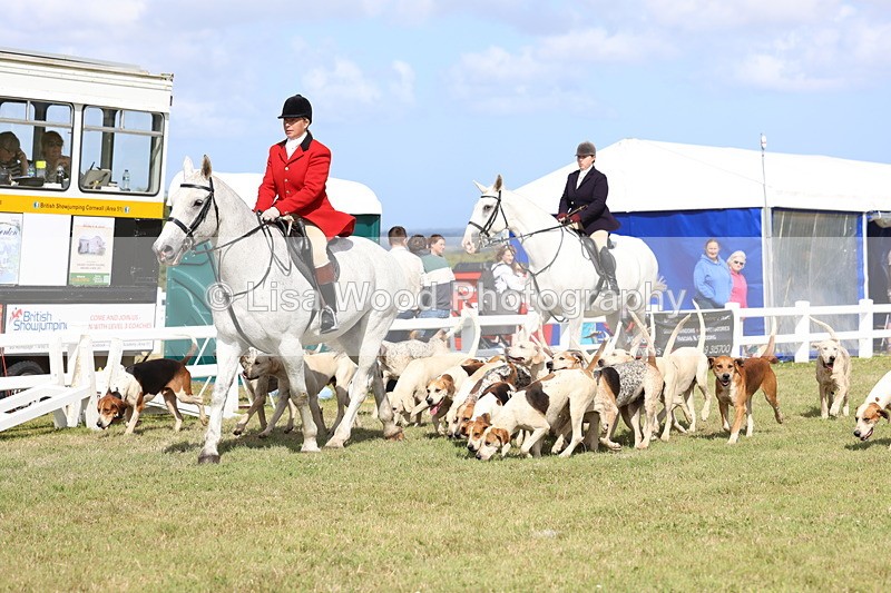 3E7A3355 - Parade of Hounds