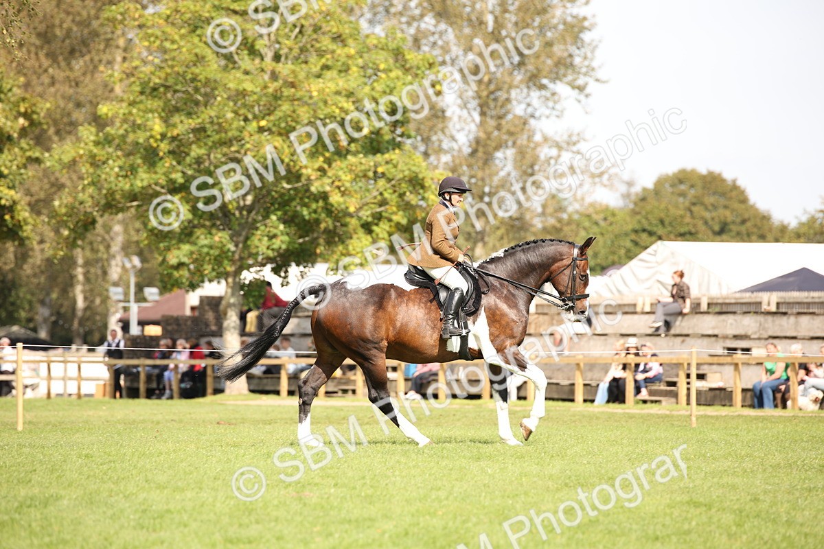 SBM_70116 - S65 - Piebald & Skewbald Horse Ridden