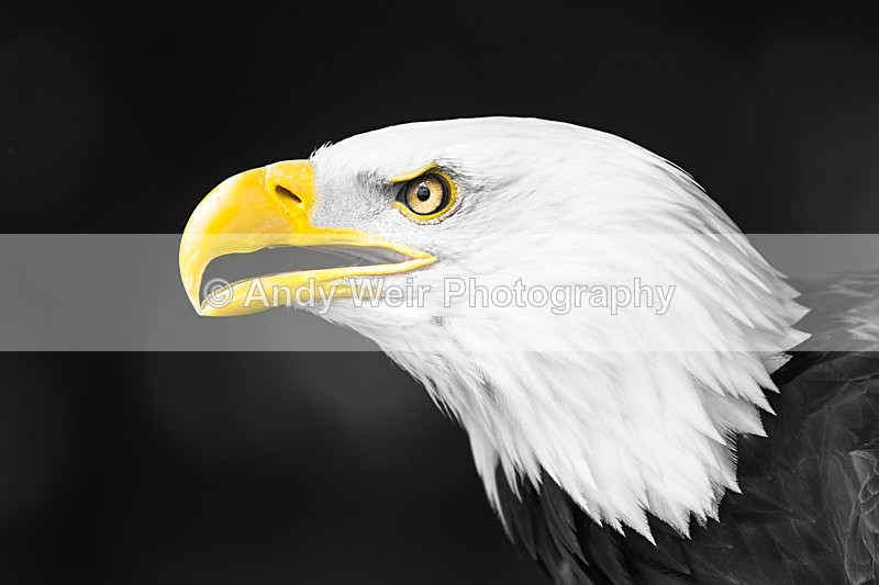 20140705-3K8A2852-3018 - Raptors