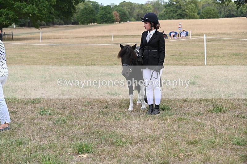 WJ6_5442 - Class 18 In-hand Coloured