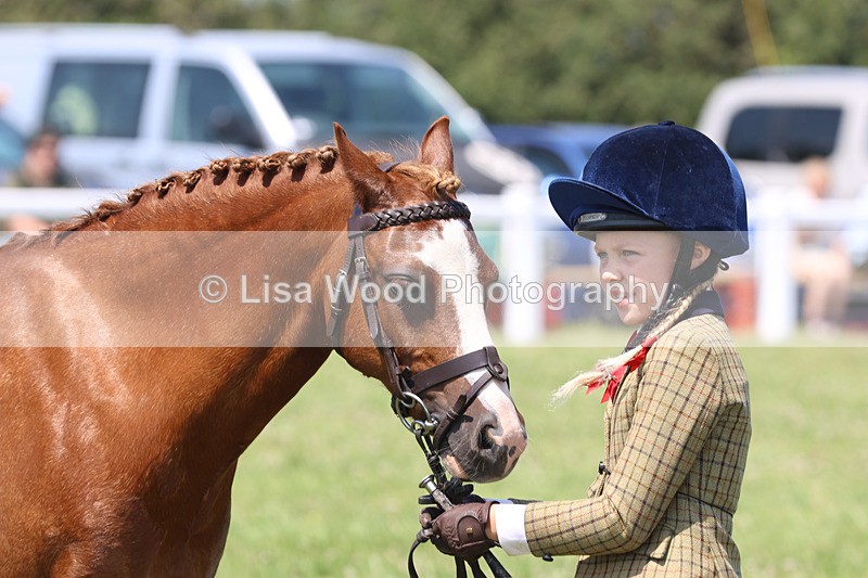 JPP_2845 - Class 21: Working Hunter 60cm