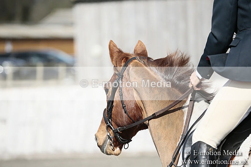 BVRC SJ 170319 296 - Bourne Valley Riding Club Showjumping 17/03/19