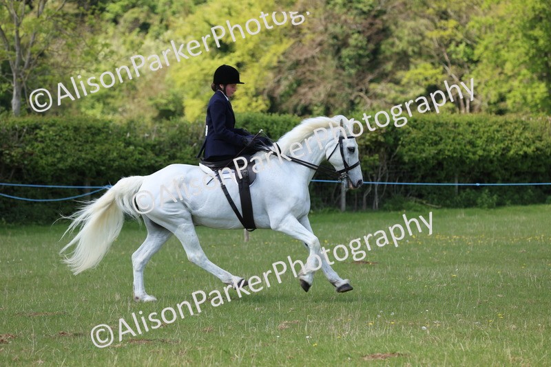 20250427-2647 - Class 20 - Working Hunter Ponies