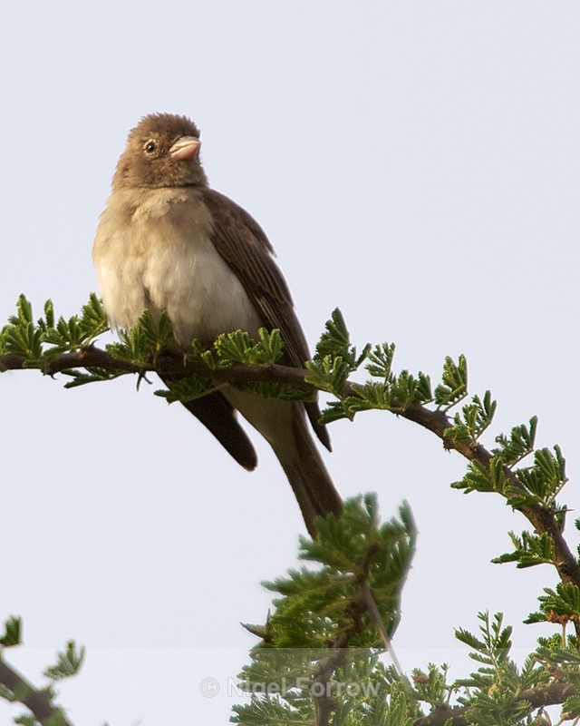 Yellow-spotted Petronia (Bush-sparrow) perched on top of a bush - Yellow-spotted Petronia (Bush-sparrow)