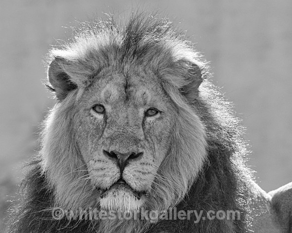 NEW - Angolian Lion - Wildlife and Animals