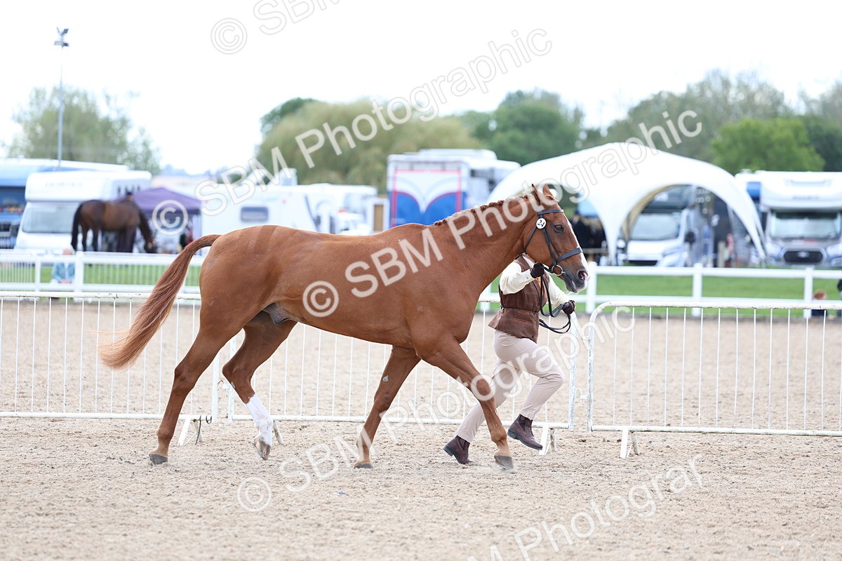 SBM_15354 - Class 312 - IH Competition Horse-Pony