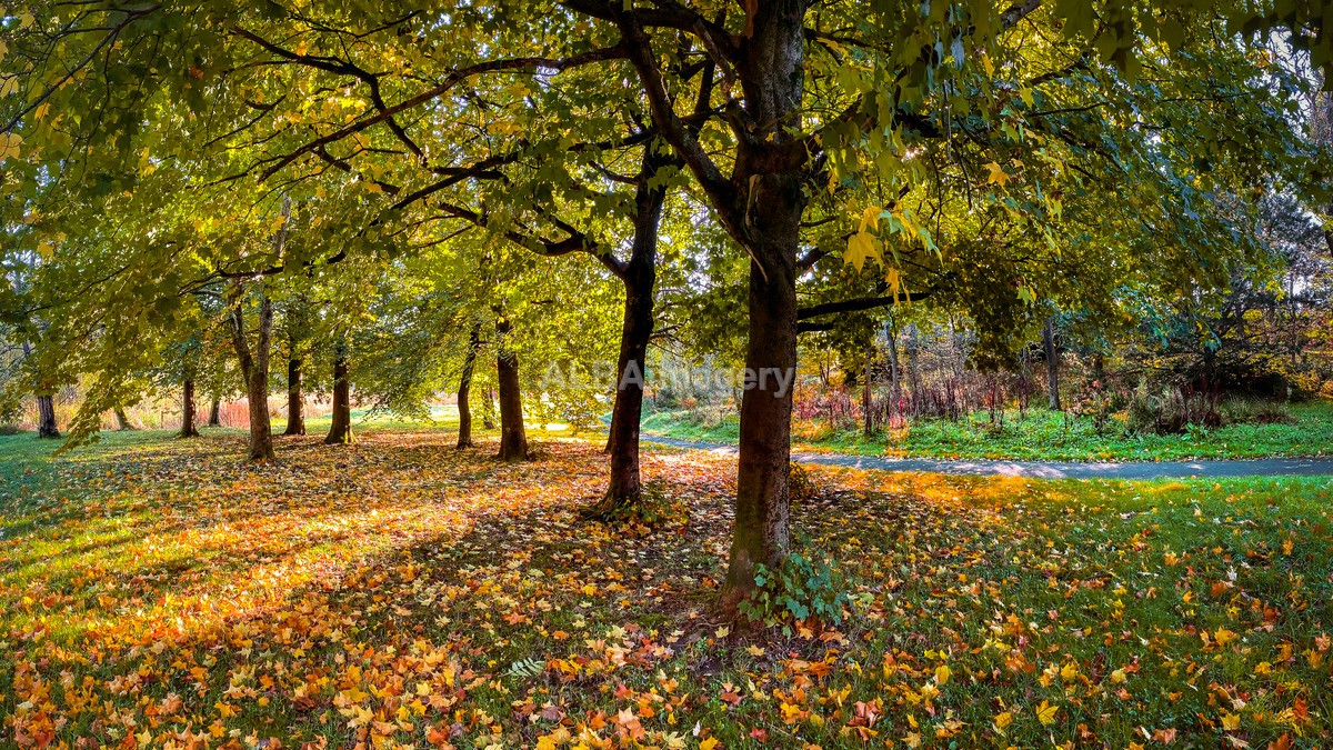 Autumn comes to Springburn Park - My Scotland - The Landscapes