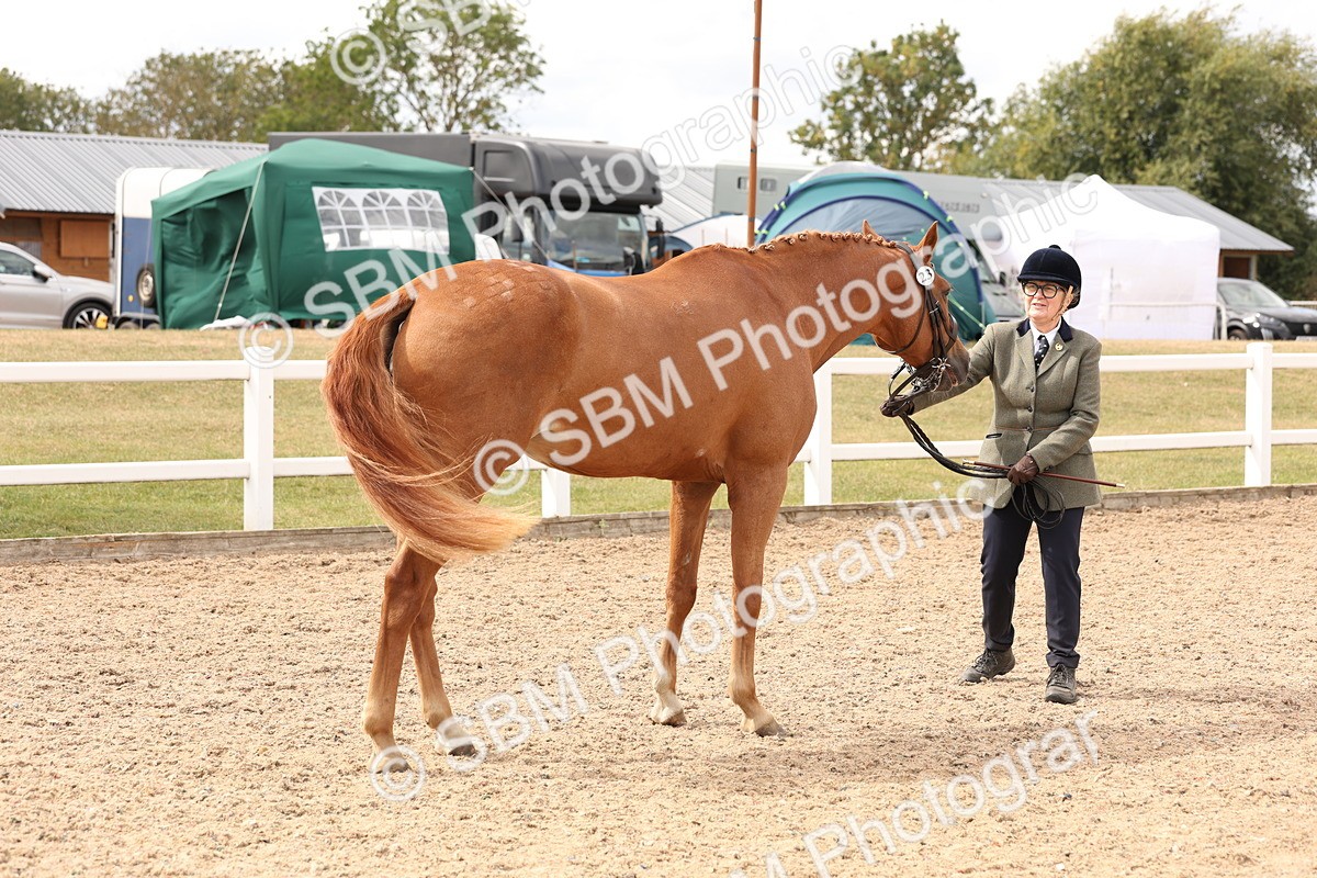 SBM_14682 - Class 208 - IH Veteran Horse