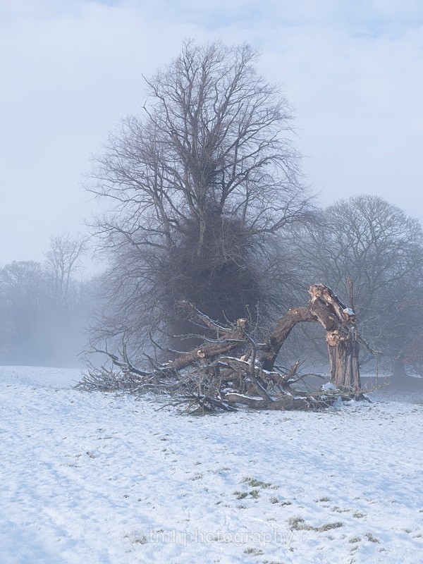 Fallen - Snow Scene's /Winter