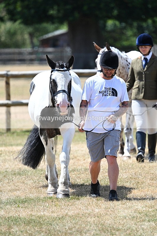 WJ7_2438 - Class 5a Most Handsome Gelding in hand (above 14.2hh)