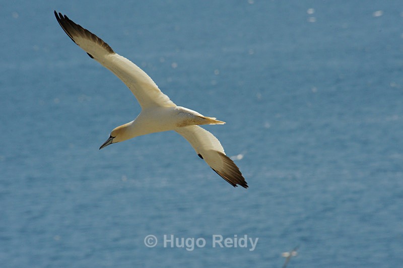  - Saltee Islands Birdlife