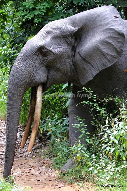IMG_0981 La Lopé, Gabon - Elephants