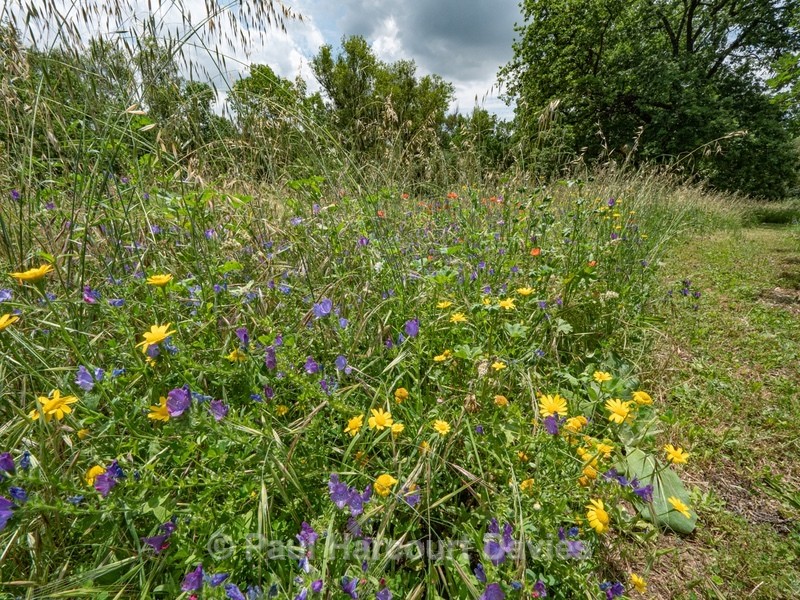 Wild Italian Garden. Paths are mown through the vegetation to provide access - Flowers in the Landscape - 2