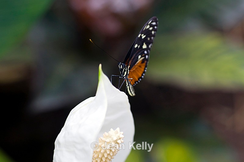 Tiger Longwing Butterfly - 4102 - Insects