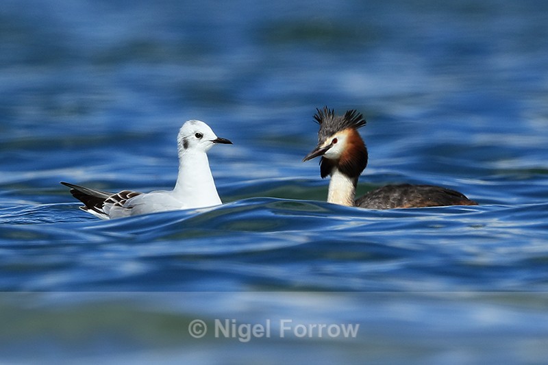 Bonaparte's Gull shadowing Great Crested Grebe, Farmoor - Bonaparte's Gull
