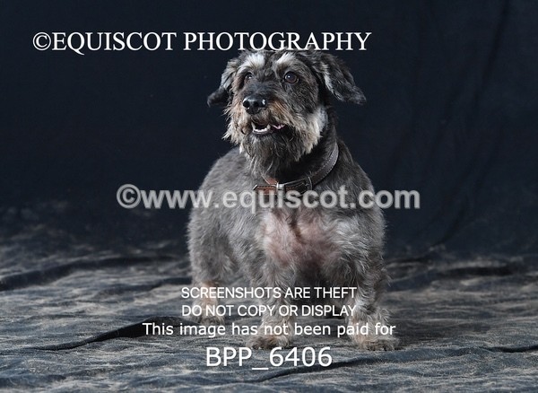 BPP_6406 - CARLA DOGS