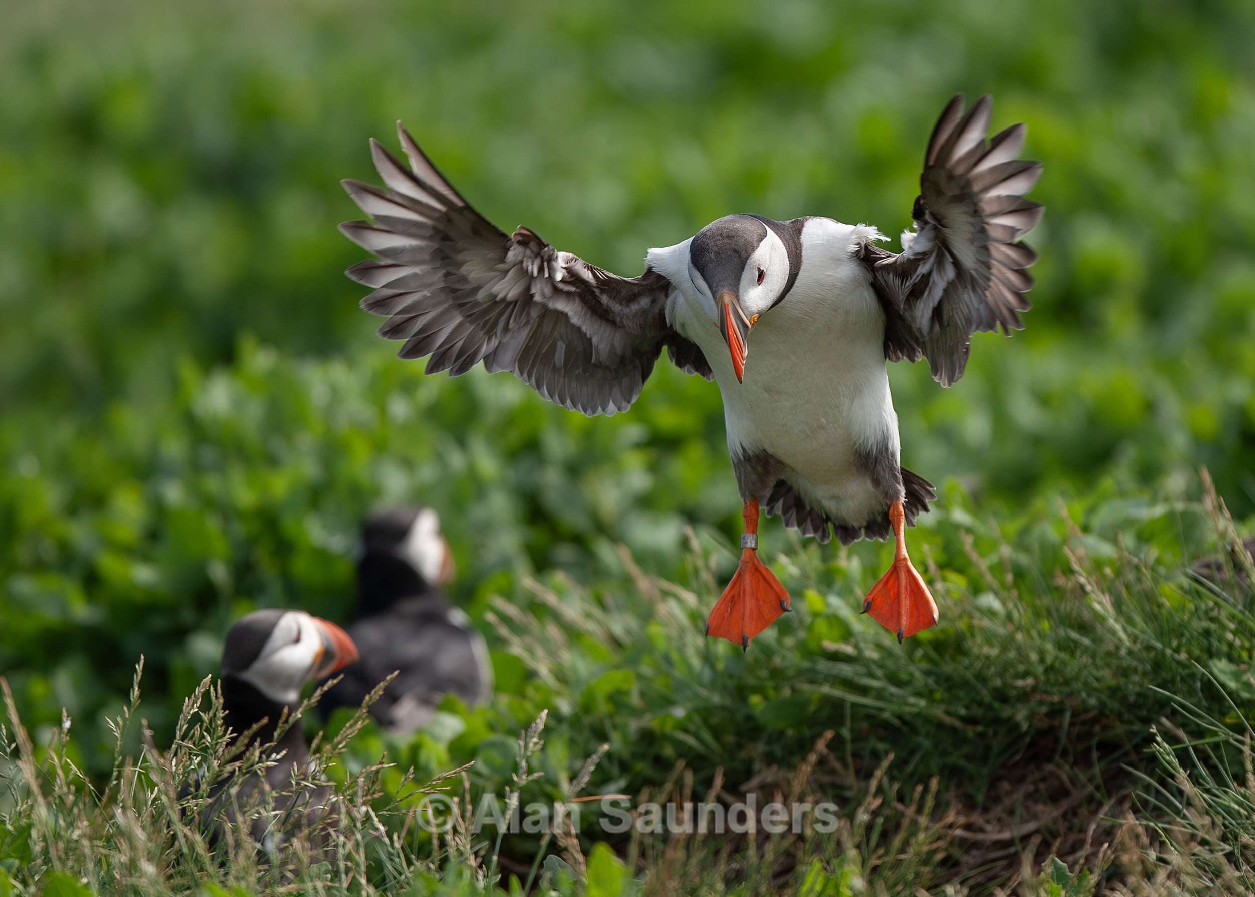 Puffin 6