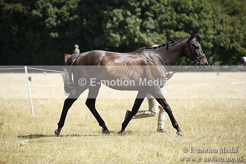 _C7A9725 - BVRC Sow 2018 Ring 2