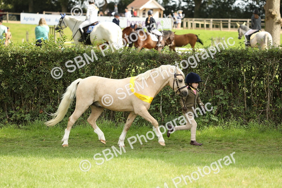 SBM_66275 - In Hand Pony & Youngstock Supreme Championship