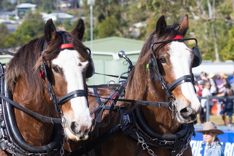 Clydesdales tacked up portrait pair 3. 0A3A8039 - 2025 Senic Rim Clydesdale Spectacular