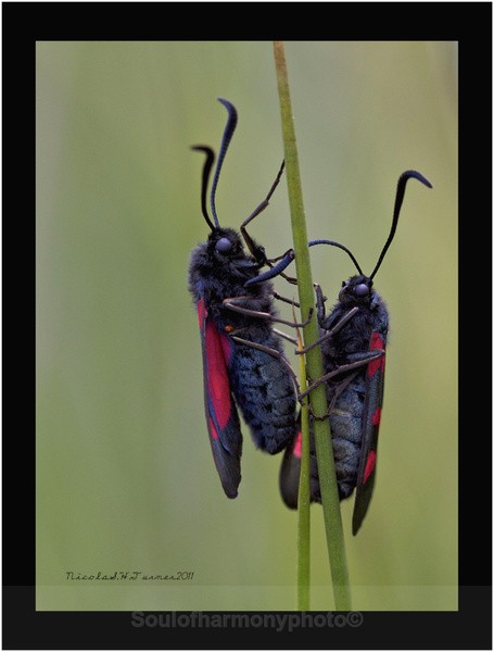 Burnet Moth - Invertebrate's Macro