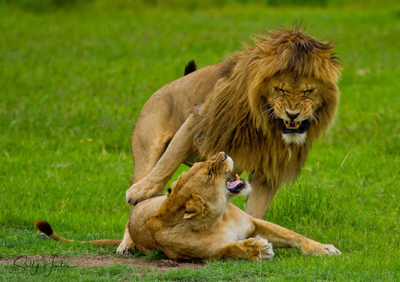 Mating Growl