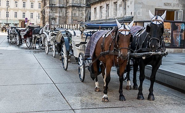Vienna horse carriages - Capitals of Eastern Europe